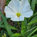 Ipomoea imperati Flower