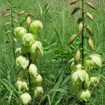 Yucca arkansana Flor