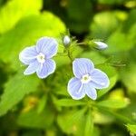 Veronica chamaedrys Flower