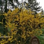 Forsythia suspensaКветка