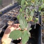 Celtis africana Folio