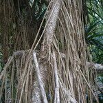 Pandanus tectorius Rinde