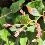 Gaultheria shallonFlower