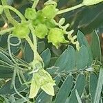 Bryonia verrucosa Flower