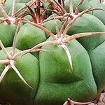 Gymnocalycium saglionis その他の提案