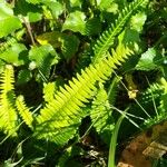 Blechnum spicant Hostoa