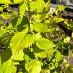 Solidago flexicaulis Blad