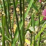 Arrhenatherum elatius 樹皮
