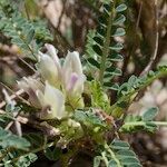 Astragalus greuteri Ďalší