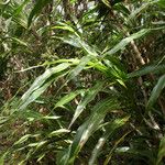 Cordyline mauritiana Habitatea