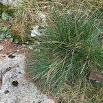 Festuca varia Fuelha