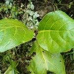 Bergenia ciliata ഇല