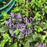 Plectranthus zuluensisFlors