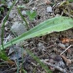 Gnaphalium sylvaticum Habit