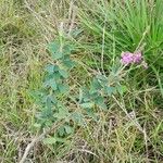 Desmodium cuneatum 整株植物