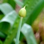 Allium nigrum Hedelmä