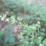 Stenanthium gramineum Flower