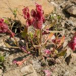 Rumex cyprius Hábito