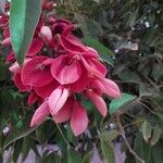 Erythrina crista-galli Цветок