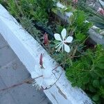 Oenothera gauraBloem