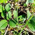 Salix reticulata Blatt