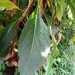 Acnistus arborescens Hoja