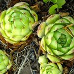 Sempervivum tectorum 葉