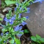 Scutellaria incana Blüte