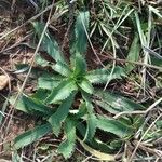 Plantago serraria Foglia