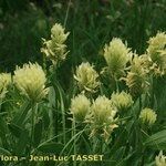 Trifolium pannonicum Habit