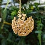 Hoya finlaysonii Kwiat