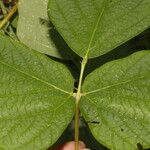 Mucuna pruriens Leaf