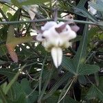 Araujia angustifolia Deilen