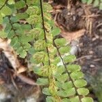 Asplenium trichomanes ഫലം