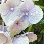 Hydrangea spp.Fleur