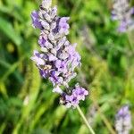 Lavandula × intermedia Flower