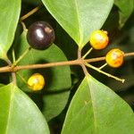 Eugenia oerstediana Fruit