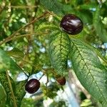 Vitex megapotamica Frutto