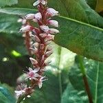 Bistorta amplexicaulis Floare
