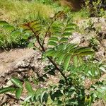 Zanthoxylum usambarense Hostoa