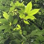 Bombax ceiba Leaf