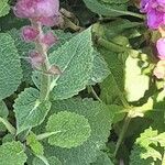 Salvia nemorosa Leaf
