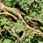 Euphorbia serpens Bark