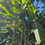 Musa balbisiana ഇല