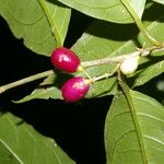 Cestrum microcalyx Ffrwyth