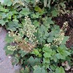 Heuchera villosa Elinympäristö