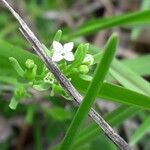 Thesium alpinum Blomma