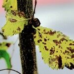 Ulmus laevis മറ്റ്