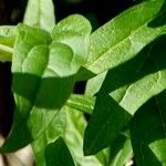 Buddleja alternifolia Folla