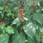 Clerodendrum buchananii Blomma